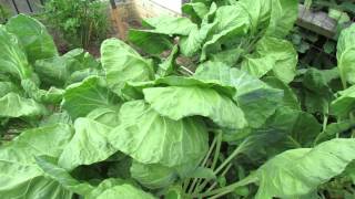 Identify the Green Cabbage Looper Vegetable Leaf Damage amp Neem Oil Treatment  TRG 2014 [upl. by Ardnahcal]