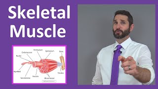 Skeletal Muscle Tissue Contraction Sarcomere Myofibril Anatomy Myology [upl. by Bullivant]