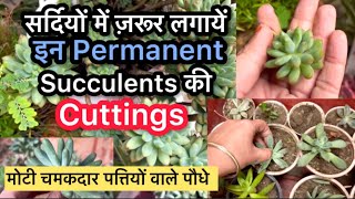 winter में ज़रूर लगायें इन Permanent Succulents की CuttingpropagationBest Hardy Succulents [upl. by Naillig]