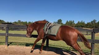 Training a Yearling Thoroughbred Dialed In Filly [upl. by Acirtap259]