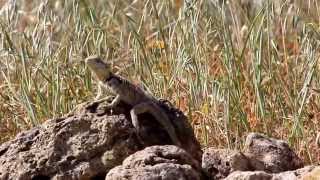 Sling Tailed Agama Laudakia stellio cypriaca  Cyprus [upl. by Norma]