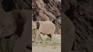 The Namib Desert Exploring the World’s Oldest Desert desert namibia [upl. by Lebar]