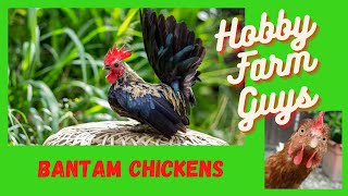 A Beginners Guide To Bantam Chicken Breeds [upl. by Kira384]