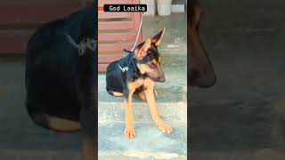 Gsd Laaika protecting owners home 💪😊😊 4 months age completed [upl. by Patnode]