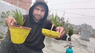 Repotting Plant in a new pot  पौधों को गमले में कैसे लगाए [upl. by Thatcher]