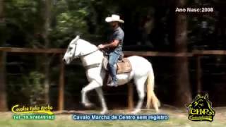 VENDIDO Cavalo Marcha de Centro top de patrão [upl. by Bach]