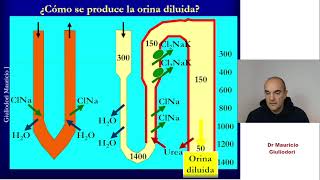 Fisiología renal excreción de orina concentrada o diluida rápido y sencillo [upl. by Phio]