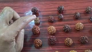 1  14 Mukhi Rudraksha Nepal Siddh Mala Cost siddha Mala cost Sarva siddha mala benefits [upl. by Yenahs804]