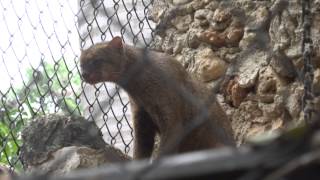 JAGUARUNDI EN EL ZOOLOGICO CENTENARIO EN MERIDA YUCATANMEXICO [upl. by Netsriik]