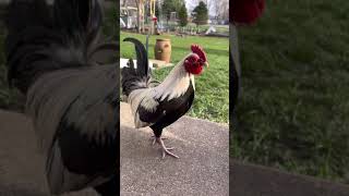 Bantam Rooster Crow amp Show [upl. by Essile]