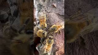 Bees sharing honey bee honeybee savethebees trophallaxis honey rescue [upl. by Kcerb]