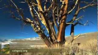 The Ancient Bristlecone Pine  The California Environmental Legacy Project [upl. by Tray]