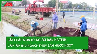 Bất chấp mưa lũ người dân Hà Tĩnh cấp tập thu hoạch thủy sản nước ngọt [upl. by Waldman]