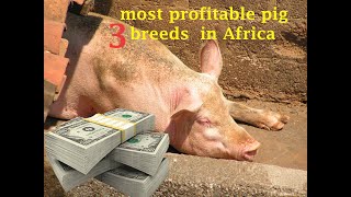 3 Important Pig Breeds for Successful Pig Farming in Africa duroc Landraclargewhite pigfarming [upl. by Aiset]