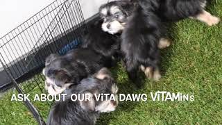 Morkie Puppies Having Fun SD 480p [upl. by Alyad]