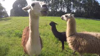 Feeding my pet llamas and alpacas [upl. by Egbert]