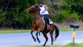 Standardbred Horse warming up before a trial ride in Texas [upl. by Isacco]