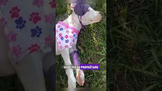 Une femme sauve un chien abandonné animaux shorts chien [upl. by Ahras267]