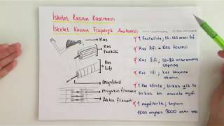 FİZYOLOJİ9KONUİskelet Kası Kasılması 1 [upl. by Woodruff755]