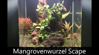 Mangrovenwurzel Aquarium  Einrichtungsvideo [upl. by Attej]