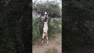 Beautiful Goat style video grassing viral Morning time [upl. by Madigan]