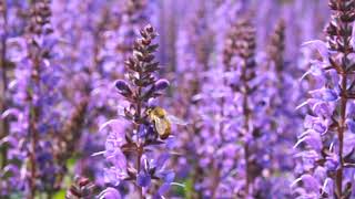 Bee Salvia Blue by You from Darwin Perennials [upl. by Dhaf]