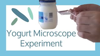 Yogurt Microscope Experiment [upl. by Ahsyekat]