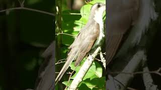 Yellowbilled cuckoo [upl. by Akenit]