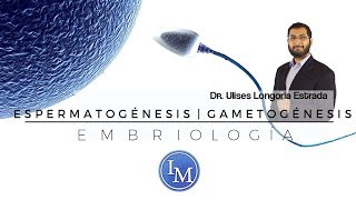 Embriología  Espermatogénesis  Gametogénesis [upl. by Eliseo]