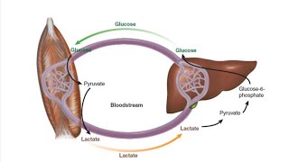 Cori Cycle  Glucose Alanine cycle [upl. by Yvad923]