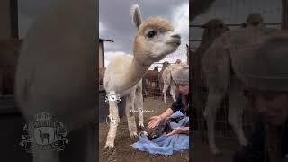 Incredible Alpaca Birth Rarest color in the world 🌹🦙🌹 babyanimal alpaca farm [upl. by Oniluap]