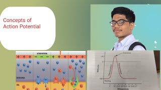 Action Potential  Phases of Action Potential Concepts [upl. by Cleland4]