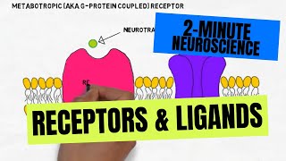 2Minute Neuroscience Receptors amp Ligands [upl. by Eneg115]