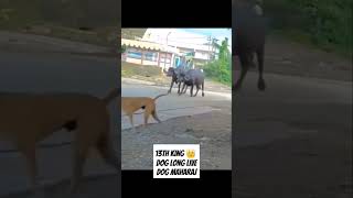 Next King of Dog Maharaja Dog King Long Live animals cow funny dog dogfunny dogking [upl. by Akimed458]