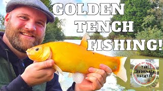 Anglers Paradise  Tench Lake  Float Fishing for Golden Tench [upl. by Anial]