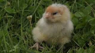 Sleeping Baby Chick [upl. by Sherrill]