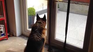 German Shepherd Extremely Barking 5 [upl. by Alebasi774]