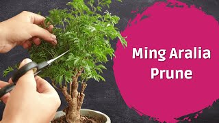 Pruning Ming Aralia PreBonsai [upl. by Stargell]