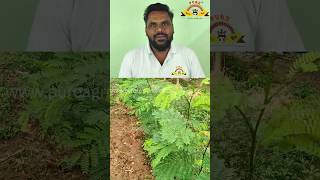 சவுண்டல் மரத் தீவனம் அறுவடை முறை agriculture animals farming tree organic shorts youtube [upl. by Irra]