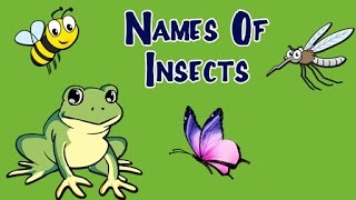 Names Of Insects For Kids  Learn About Insects and Bugs  Preschool Learning Videos For Kids [upl. by Ayr]