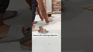 Kabootar ka training kabootar hai youtubeshorts viralvideo 🕊️🕊️ [upl. by Celene]