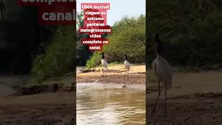 Uma viagem ao extremo pantanal matogrossense vídeo completo no canal [upl. by Einatsed140]