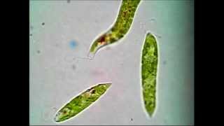 Euglena [upl. by Etep983]