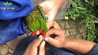 black loriBlackcapped lory  chattering loryDusky lory Bluestreaked lory all pairs [upl. by Corbet160]