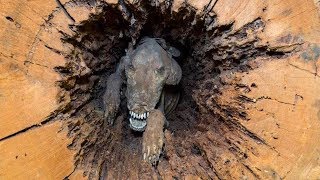 Most MYSTERIOUS Discoveries Of MummifiedPetrified Animals [upl. by Yticilef226]