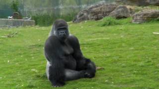 Ambam The Western Lowland Gorilla Cleaning his feet  Port Lympne Wild Animal Park  2010 Gorilla [upl. by Harlow]