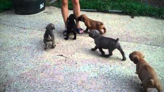 Cane Corso puppies 6 weeks old  Sovranas Medea x Phoenix [upl. by Madancy]