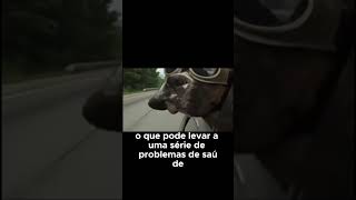 Problemas de saúde causados pela desbiose intestinal cao pets cachorro [upl. by Nlyak784]