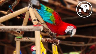 Keeping Parrots CAGELESS  Parrot Training Podcast Ep 14 [upl. by Llenrahs]