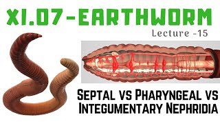 NEET  Earthworm 15  Septal vs Phayngeal vs Integumentary Nephridia [upl. by Fasa659]